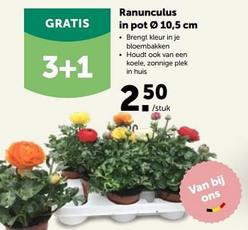 Promoties Ranunculus in pot - Huismerk - Aveve - Geldig van 09/03/2022 tot 19/03/2022 bij Aveve