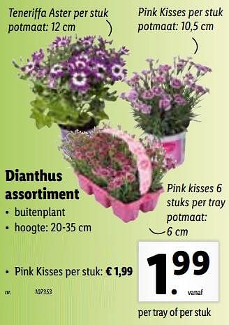 Promoties Dianthus pink kisses - Huismerk - Lidl - Geldig van 21/03/2022 tot 26/03/2022 bij Lidl