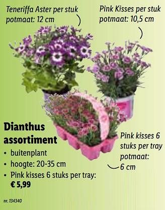 Promoties Dianthus pink kisses 6 stuks - Huismerk - Lidl - Geldig van 21/03/2022 tot 26/03/2022 bij Lidl
