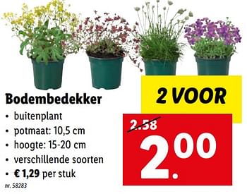 Promoties Bodembedekker - Huismerk - Lidl - Geldig van 28/03/2022 tot 02/04/2022 bij Lidl