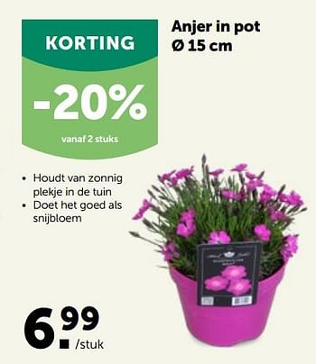 Promoties Anjer in pot - Huismerk - Aveve - Geldig van 30/03/2022 tot 09/04/2022 bij Aveve