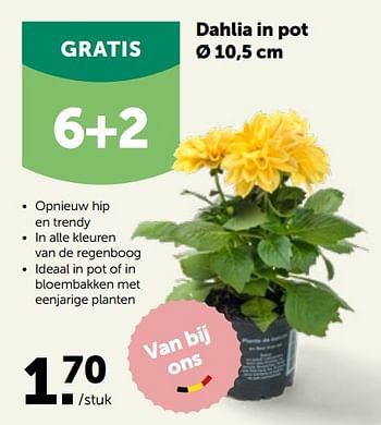 Promoties Dahlia in pot - Huismerk - Aveve - Geldig van 30/03/2022 tot 09/04/2022 bij Aveve