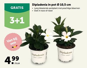 Promoties Dipladenia in pot - Huismerk - Aveve - Geldig van 30/03/2022 tot 09/04/2022 bij Aveve