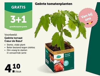 Promoties Geënte tomaat coeur de boeuf - Huismerk - Aveve - Geldig van 30/03/2022 tot 09/04/2022 bij Aveve