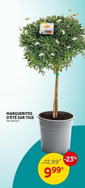 Promotions Marguerites d’été sur tige - Produit maison - Brico - Valide de 30/03/2022 à 11/04/2022 chez Brico