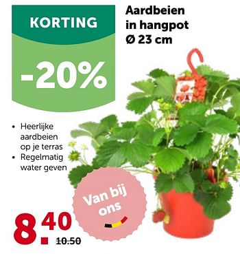 Promoties Aardbeien in hangpot - Huismerk - Aveve - Geldig van 27/04/2022 tot 07/05/2022 bij Aveve