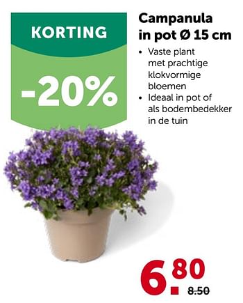 Promoties Campanula in pot - Huismerk - Aveve - Geldig van 27/04/2022 tot 07/05/2022 bij Aveve