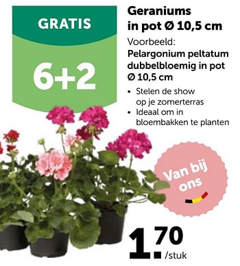 Promoties Geraniums in pot - Huismerk - Aveve - Geldig van 27/04/2022 tot 07/05/2022 bij Aveve