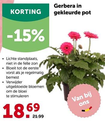 Promoties Gerbera in gekleurde pot - Huismerk - Aveve - Geldig van 27/04/2022 tot 07/05/2022 bij Aveve