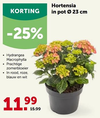 Promoties Hortensia in pot - Huismerk - Aveve - Geldig van 27/04/2022 tot 07/05/2022 bij Aveve