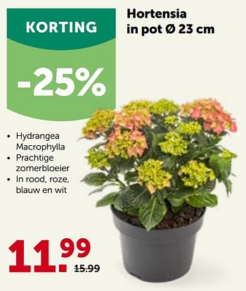 Promotions Hortensia in pot - Produit maison - Aveve - Valide de 27/04/2022 à 07/05/2022 chez Aveve