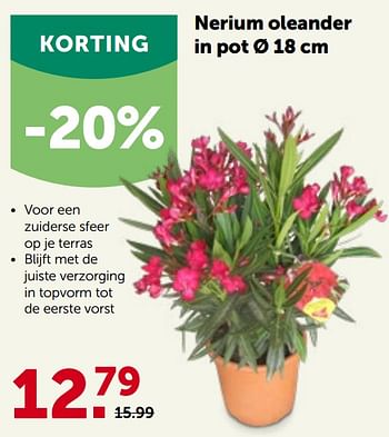 Promoties Nerium oleander in pot - Huismerk - Aveve - Geldig van 27/04/2022 tot 07/05/2022 bij Aveve