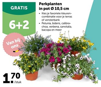 Promoties Perkplanten in pot - Huismerk - Aveve - Geldig van 27/04/2022 tot 07/05/2022 bij Aveve