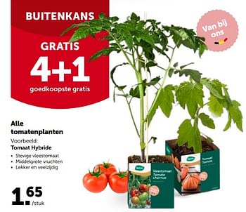 Promoties Tomaat hybride - Huismerk - Aveve - Geldig van 27/04/2022 tot 07/05/2022 bij Aveve