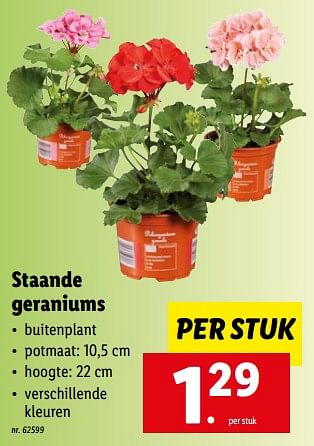 Promoties Staande geraniums - Huismerk - Lidl - Geldig van 16/05/2022 tot 22/05/2022 bij Lidl