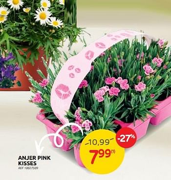 Promoties Anjer pink kisses - Huismerk - Brico - Geldig van 11/05/2022 tot 23/05/2022 bij Brico
