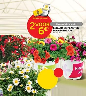Promoties Eenjarige planten blooming joy - Huismerk - Brico - Geldig van 11/05/2022 tot 23/05/2022 bij Brico
