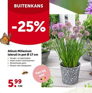 Promotions Allium millenium sierui in pot - Produit maison - Aveve - Valide de 16/05/2022 à 28/05/2022 chez Aveve