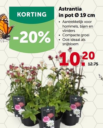 Promoties Astrantia in pot - Huismerk - Aveve - Geldig van 16/05/2022 tot 28/05/2022 bij Aveve