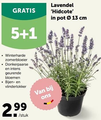 Promoties Lavendel hidcote in pot - Huismerk - Aveve - Geldig van 16/05/2022 tot 28/05/2022 bij Aveve