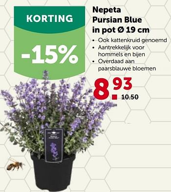 Promoties Nepeta pursian blue in pot - Huismerk - Aveve - Geldig van 16/05/2022 tot 28/05/2022 bij Aveve