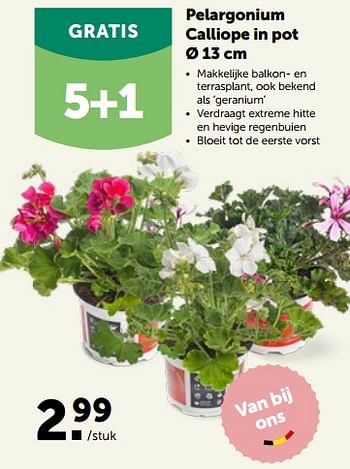Promoties Pelargonium calliope in pot - Huismerk - Aveve - Geldig van 16/05/2022 tot 28/05/2022 bij Aveve