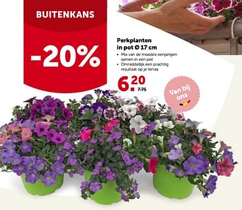 Promoties Perkplanten in pot - Huismerk - Aveve - Geldig van 16/05/2022 tot 28/05/2022 bij Aveve