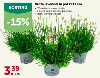 Promotions Witte lavendel in pot - Lavendel - Valide de 16/05/2022 à 28/05/2022 chez Aveve