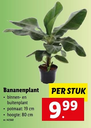 Promoties Bananenplant - Huismerk - Lidl - Geldig van 23/05/2022 tot 28/05/2022 bij Lidl