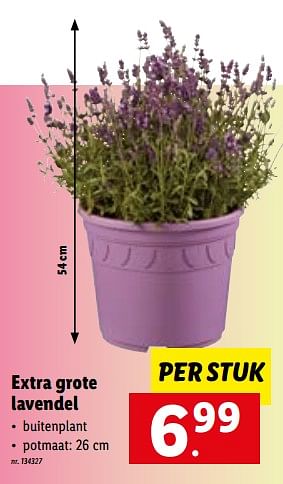 Promoties Extra grote lavendel - Huismerk - Lidl - Geldig van 23/05/2022 tot 28/05/2022 bij Lidl
