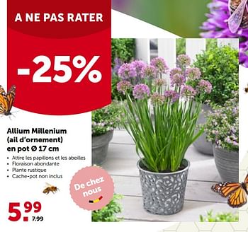Promotions Allium millenium ail d’ornement en pot - Produit maison - Aveve - Valide de 16/05/2022 à 28/05/2022 chez Aveve