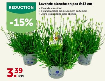 Promotions Lavande blanche en pot - Lavendel - Valide de 16/05/2022 à 28/05/2022 chez Aveve