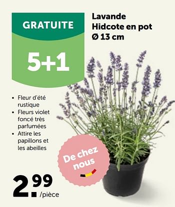 Promotions Lavande hidcote en pot - Produit maison - Aveve - Valide de 16/05/2022 à 28/05/2022 chez Aveve