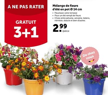 Promotions Mélange de fleurs d’été en pot - Produit maison - Aveve - Valide de 16/05/2022 à 28/05/2022 chez Aveve