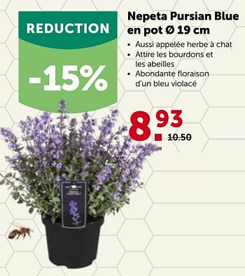 Promotions Nepeta pursian blue en pot - Produit maison - Aveve - Valide de 16/05/2022 à 28/05/2022 chez Aveve