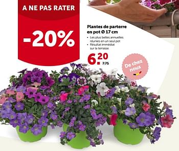 Promotions Plantes de parterre en pot - Produit maison - Aveve - Valide de 16/05/2022 à 28/05/2022 chez Aveve