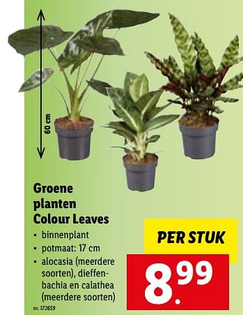 Promoties Groene planten colour leaves - Huismerk - Lidl - Geldig van 27/06/2022 tot 03/07/2022 bij Lidl