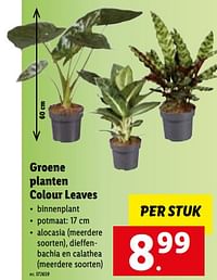 Groene planten colour leaves-Huismerk - Lidl
