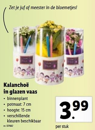 Promoties Kalanchoë in glazen vaas - Huismerk - Lidl - Geldig van 27/06/2022 tot 03/07/2022 bij Lidl