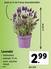 Lavendel-Huismerk - Lidl