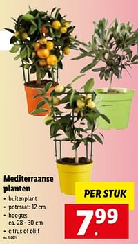 Mediterraanse planten-Huismerk - Lidl