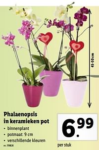 Phalaenopsis in keramieken pot-Huismerk - Lidl