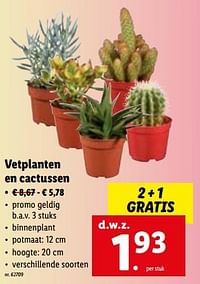 Vetplanten en cactussen-Huismerk - Lidl
