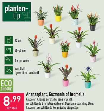 Promoties Ananasplant, guzmania of bromelia - Huismerk - Aldi - Geldig van 29/06/2022 tot 08/07/2022 bij Aldi