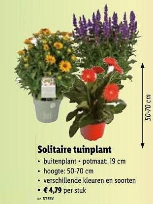 Promoties Solitaire tuinplant - Huismerk - Lidl - Geldig van 04/07/2022 tot 09/07/2022 bij Lidl
