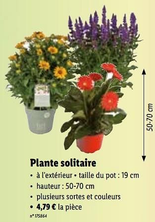 Promotions Plante solitaire - Produit maison - Lidl - Valide de 04/07/2022 à 09/07/2022 chez Lidl