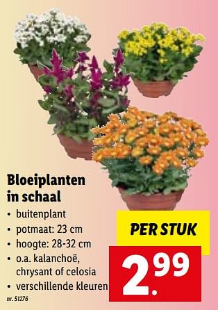 Promoties Bloeiplanten in schaal - Huismerk - Lidl - Geldig van 11/07/2022 tot 16/07/2022 bij Lidl