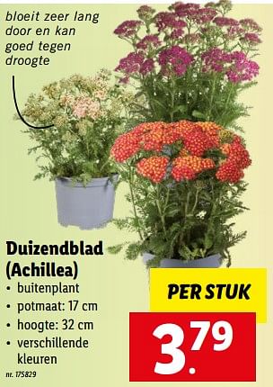 Promoties Duizendblad achillea - Huismerk - Lidl - Geldig van 08/08/2022 tot 13/08/2022 bij Lidl