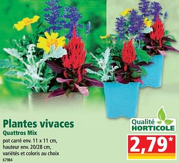 Promotions Plantes vivaces quattros mix - Produit Maison - Norma - Valide de 10/08/2022 à 16/08/2022 chez Norma