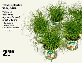Promoties Kattengras cyperus zumula in pot - Huismerk - Aveve - Geldig van 26/09/2022 tot 08/10/2022 bij Aveve